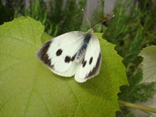 Butterfly Butterfly